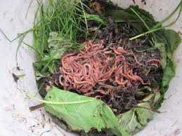 Image result for Red Wigglers