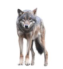 Discover free hd wolves png png images. Wolf Standing An Looking Forwards Png Image Wild Animals Vector Animals Wild Animals