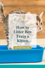 Most kittens will naturally start to dig in sand or litter by about 4 weeks of age — if you see your kitten doing this, don't interfere. How To Get Your Kitten To Use The Litter Box Training A Kitten Best Cat Litter Cat Parenting
