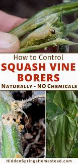 We did not find results for: Pest Control Bees Pest Control Ortho Sevin Concentrate Pest Control 1 Gallon Home Pest Control Services Prices Garden Pests Vines Organic Gardening Tips