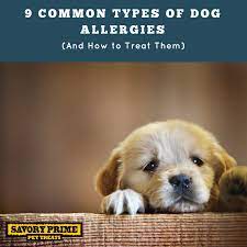 9 Common Types Of Dog Allergies And How To Treat Them Savory Prime Pet Treats Dog Allergies Dog Food Allergies Dogs
