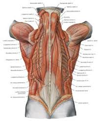 The goal of back muscles strengthening exercise is to better support of the spine, better spinal alignment, reduced stress on the spinal discs and joints and overall posture. 200 Muscles Ideas Muscle Anatomy Massage Therapy Anatomy And Physiology
