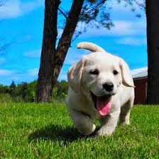 Learn more about this wonderful color variant below. White Lightning Labradors Home