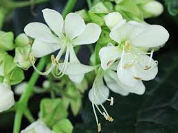 Image result for Clerodendrum abilioi