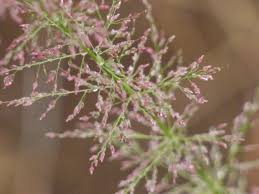Image result for Eragrostis porosa