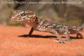 Image result for Alectra picta