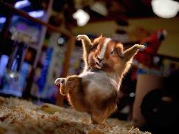 Agnes On Twitter Funny Animals Picture Writing Prompts Animals