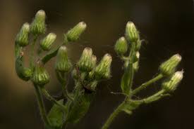 Image result for Pseudoconyza viscosa