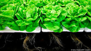 Hydroponic nutrients are directly absorbed by plant roots, which eliminates the middle step of those soil organisms. Feeding The World Of The Future Is Hydroponics The Answer All Media Content Dw 18 05 2018
