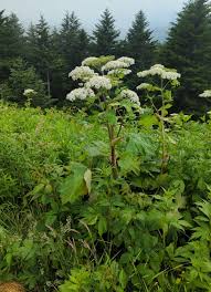 Image result for Heracleum