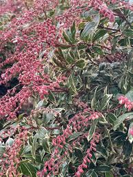 Image result for Pieris japonský little heath obrázek
