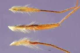 Image result for Hyparrhenia dregeana