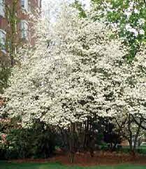 The tree's showy white flowers are breathtaking in the spring. Flowering Dogwood Department Of Horticulture