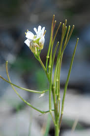 Image result for Hyparrhenia collina