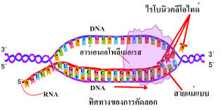 วัคซีน dna และ mrna เป็นวัคซีนที่ใช้ยีน ที่นี่คุณสามารถดูวิธีการทำงานของโรคที่พวกเขาควรจะช่วยป้องกันและเกี่ยวข้องกับความเสี่ยงหรือไม่! Untitled Document
