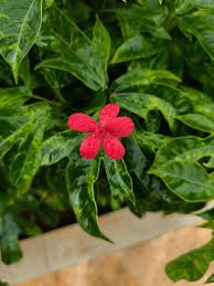 Image result for Crossandra nilotica