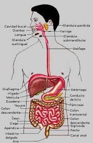 Resultado de imagen para sistema digestivo