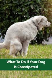 Your pet may also exhibit signs of depression, lack of appetite, or overall discomfort. Pin On Dog Health