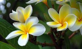 So many varieties of fruit plants are for sale also. Champa Plant Details And Best Care Gardening Tips Plants Care Plants Details