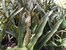 Image result for Lepisorus