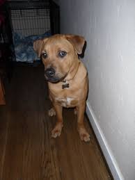 Beagle and pit bull by parkjisun,. Ridgeback Lab Pit Mix Cheap Buy Online