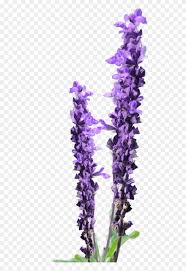 Pngtree has millions of free png, vectors and psd graphic resources for vintage lavender sprig purple flower graphic image art fabric | etsy. Lavender Flower Clip Art Free Lavender Flower Png Free Transparent Png 536162 Pinclipart