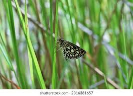 Image result for Heteropterus morpheus