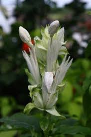 Image result for Whitfieldia