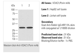 Secreted as part of the adaptive immune response by plasma b cells, immunoglobulin g constitutes 75% of serum immunoglobulins. Vdac1 Antibody Mybiosource