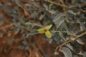 Image result for Maerua edulis