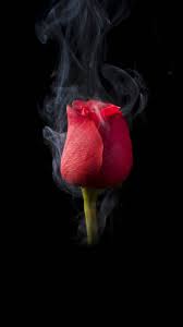 Black Background With Rose Rose Aesthetic Rose Photography Flower Phone Wallpaper Rose Wallpaper Black Background Wallpaper