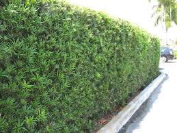 Buy maki podocarpus bushes (podocarpus macrophyllus var. Podocarpus Macrophyllus Alchetron The Free Social Encyclopedia