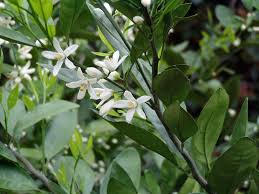 Lemon trees do not tolerate much cold, and are generally more sensitive to cold than they are to heat. Calamondin