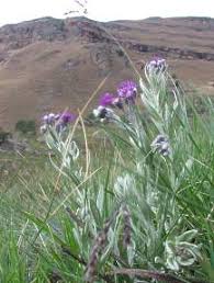 Image result for Vernonia natalensis