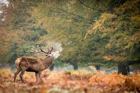 By the friends of richmond park scroll down for more. Richmond Park A Guide To Exploring London S Famous Deer Park London X London