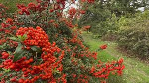 Image result for Pyracantha coccinea red column