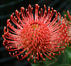 Image result for Leucospermum