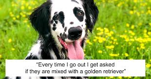 Chocolate goldador has similar personality traits as its parent breeds. Meet The Adorable Dog That Looks Like A Mix Between A Dalmatian And A Golden Retriever Bored Panda