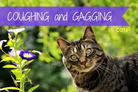 When she's ready to spit out the long trail of hair, she'll bend her head down and begin wheezing and coughing. Cat Coughing And Gagging What Does It Mean Fluffy Kitty