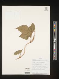 Image result for Rhynchosia sublobata