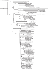 Image result for Dissotis pachytricha