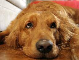 If you don't know where to go for excellent dog boarding. 6 Best Dog Kennels In Dubai Dubai Expats Guide