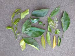Drought stress is the most common cause of leaf curl in citrus, but is also the easiest to remedy. Reading Citrus Leaves Greg Alder S Yard Posts Southern California Food Gardening