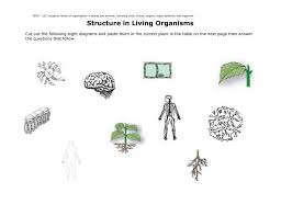 Plant cell tissue organ organ system organism. Structure And Function In Living Organisms