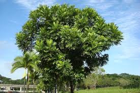 Image result for Filicium decipiens