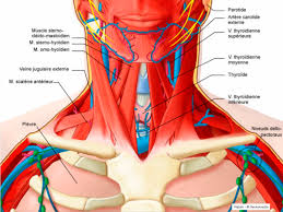 Si trop volumineux ou récidivant. Thyroide Goitre Hetero Multinodulaire Cancerologie Chirurgie Viscerale Et Digestive Chirurgie Du Beaujolais