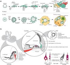 The hair cells that line the inner ear and take part in the process of hearing can be irreversibly damaged by excessive noise levels. Building Inner Ears Recent Advances And Future Challenges For In Vitro Organoid Systems Cell Death Differentiation