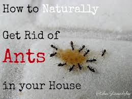5 Ways To Naturally Get Rid Of Ants In Your House Safe Diy Ant Killer