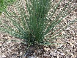 Image result for Juncus exsertus