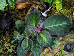 Image result for Asplenium theciferum